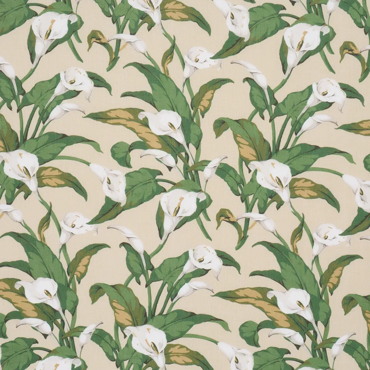 Arum Lilies Parchment