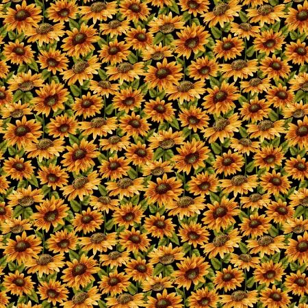 Black Daisies