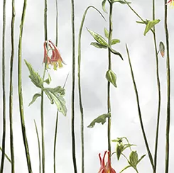 hummingbirds-reed-stripe HUMMINGBIRDS REED STRIPE